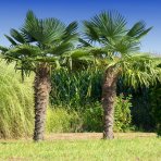 Palma konopná (Trachycarpus fortunei) -  výška kmeňa 100-110 cm, výška 220-240 cm, kont. C45L (-17°C)